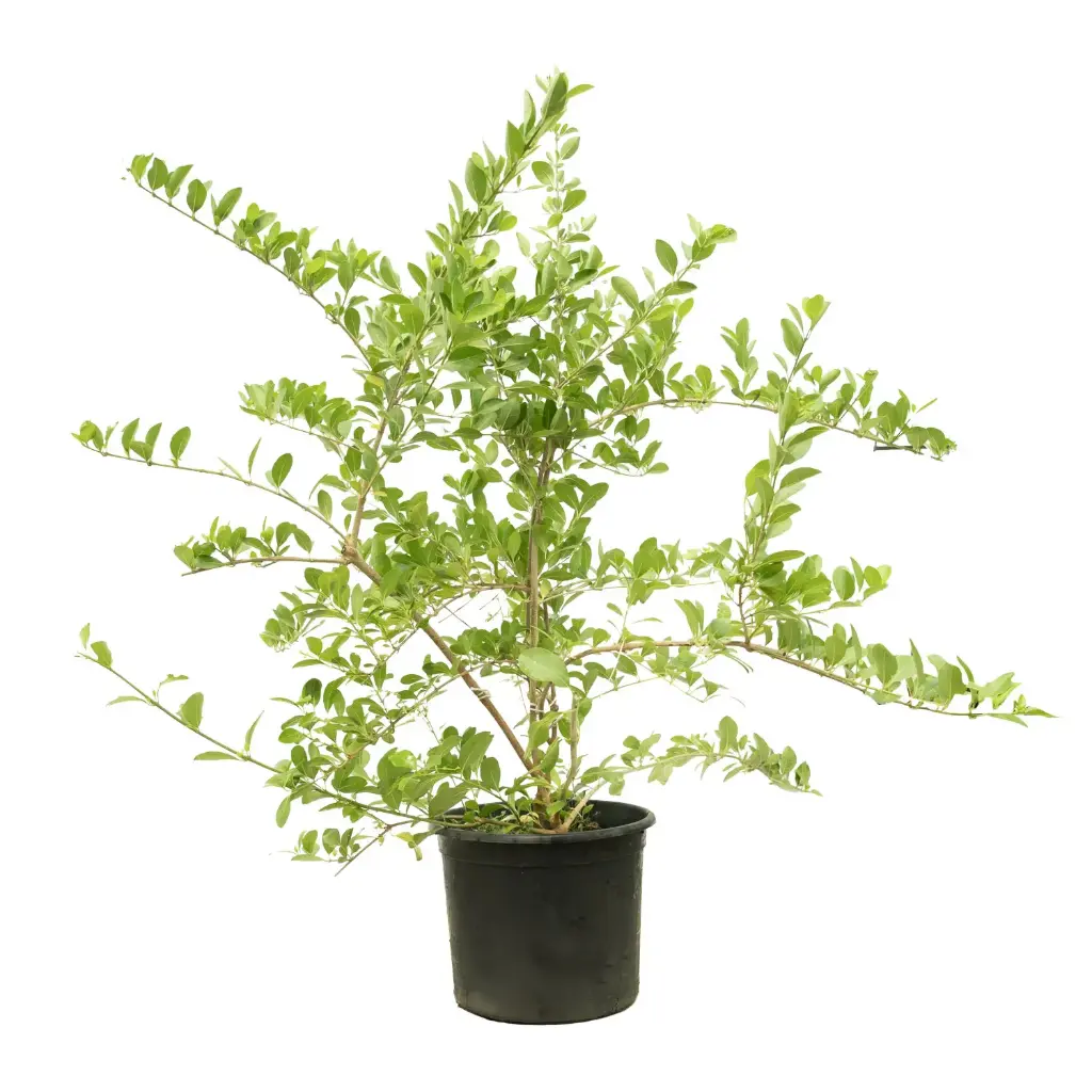 Clerodendron inerme 35cm