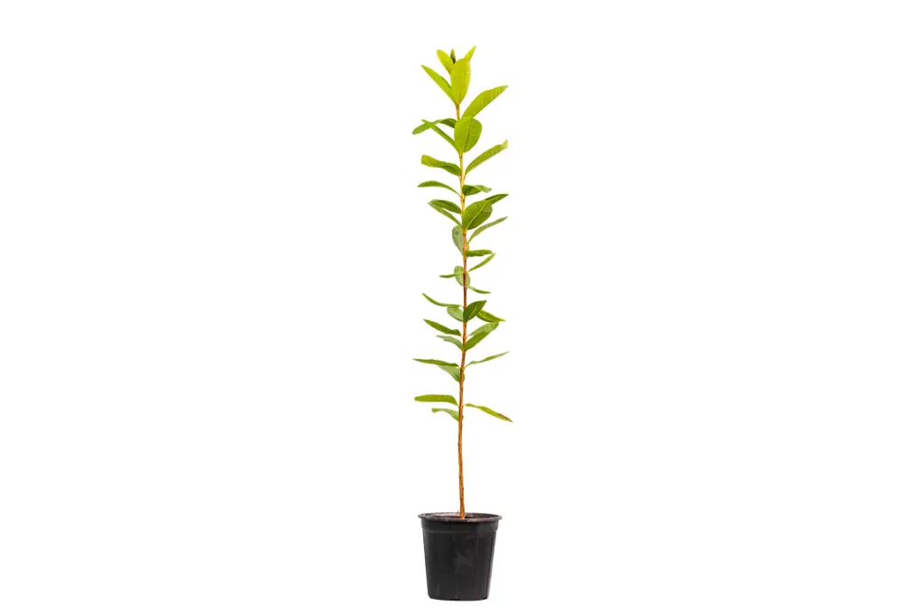 Red guava 18 cm