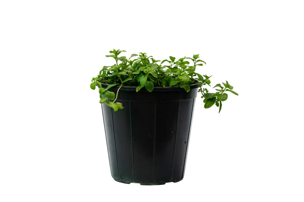 mashmom 25cm 