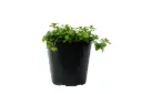 mashmom 25cm 