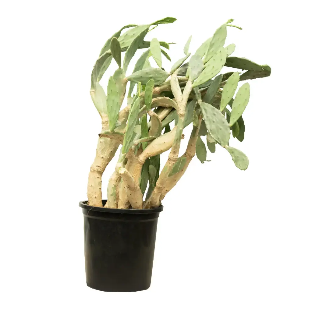 Barbary fig 35cm 