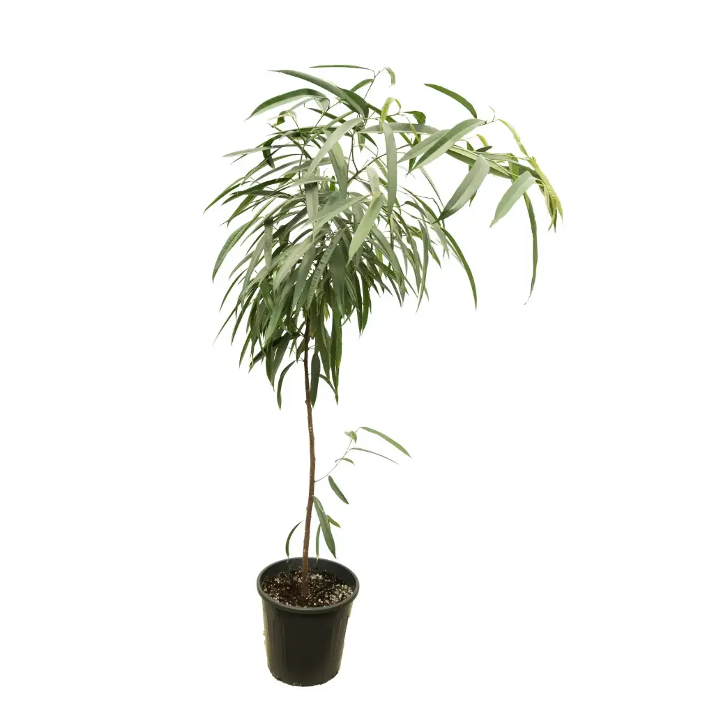 Ficus aly 35 cm
