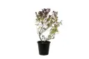 vitex red 25 cm