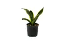 sansevieria yelow 18cm 