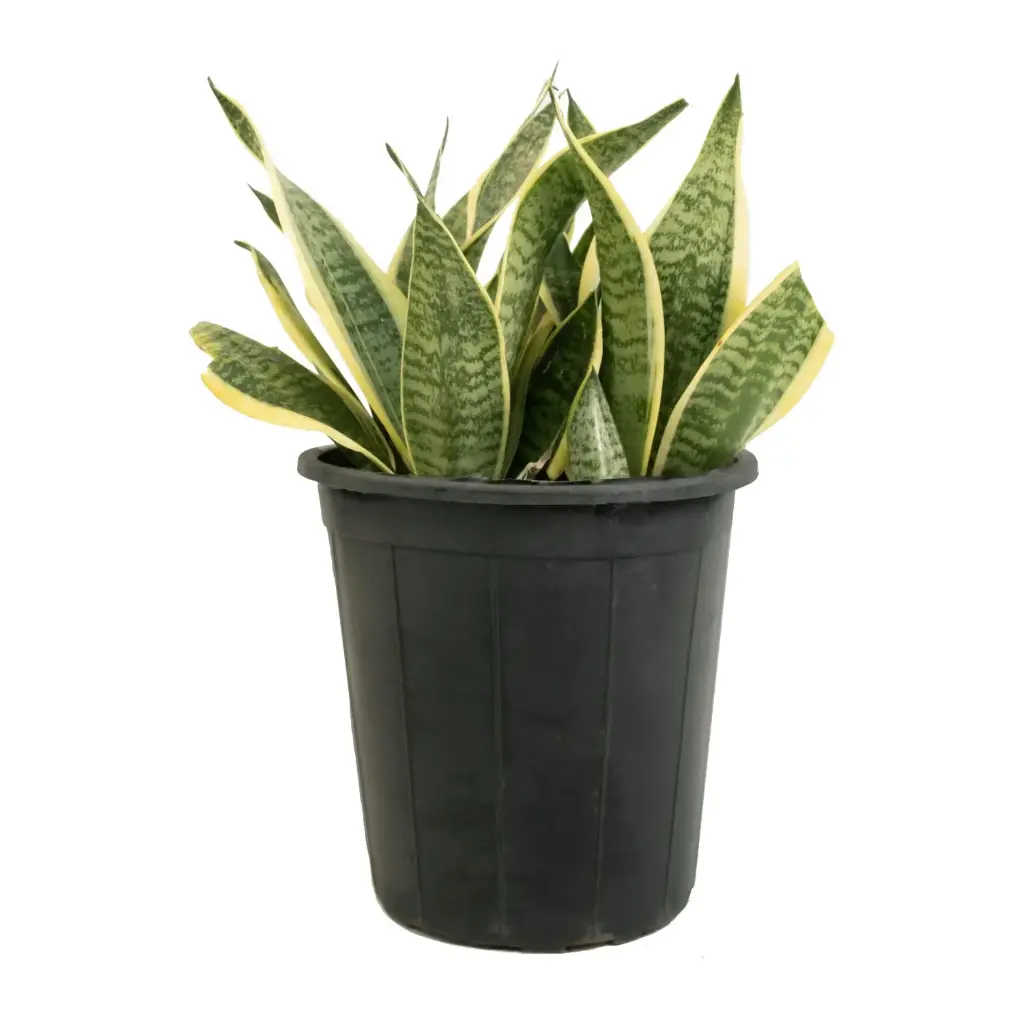 sansevieria yelow 14 cm 