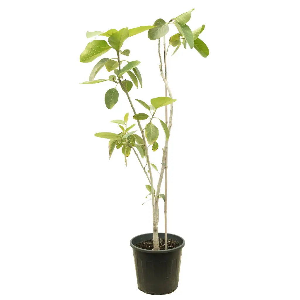 Ficus benghalensis35cm 