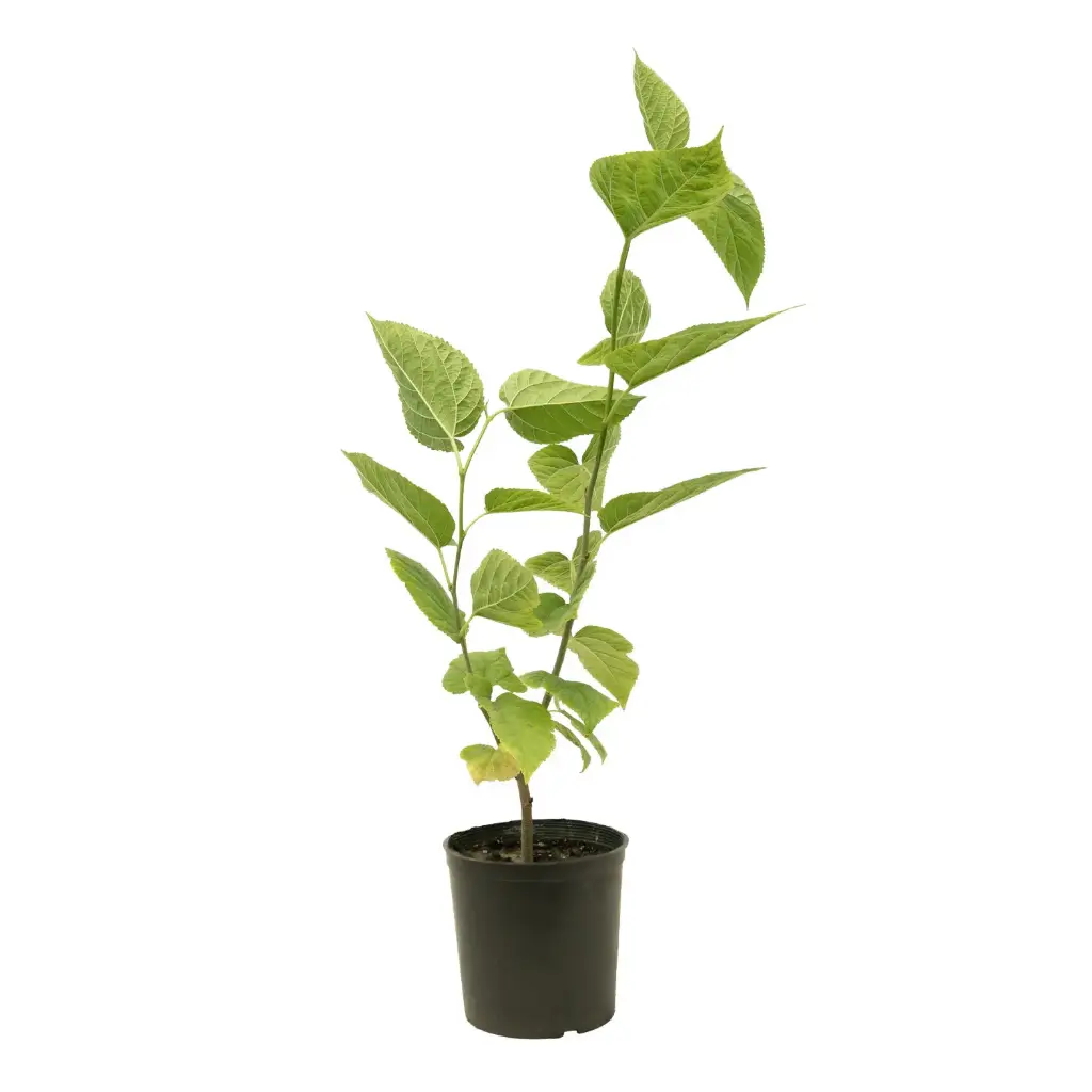 Tailand Morus Macroura 14 cm