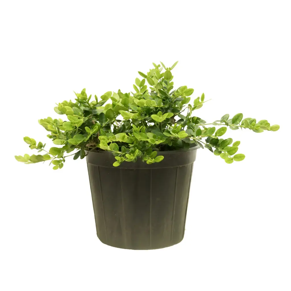 Carissa Macrocarpa 25cm