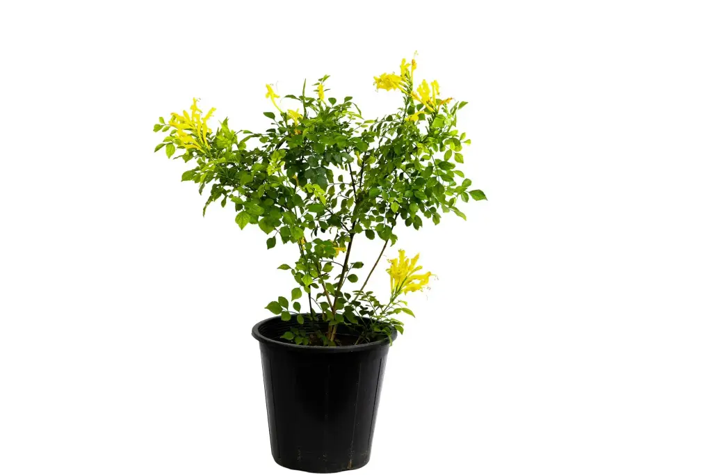 tecomaria 25cm  (3 colors)