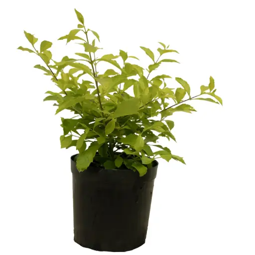 [SUL70769] Duranta yellow 14 cm 