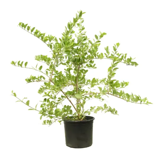 [SUL70775] Clerodendron inerme 35cm