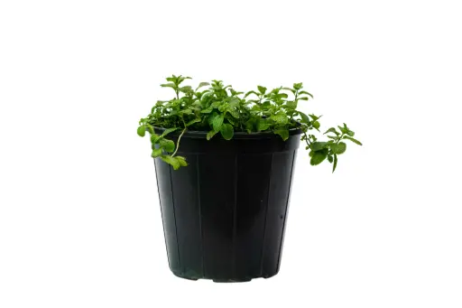 [SUL70704] mint 25cm