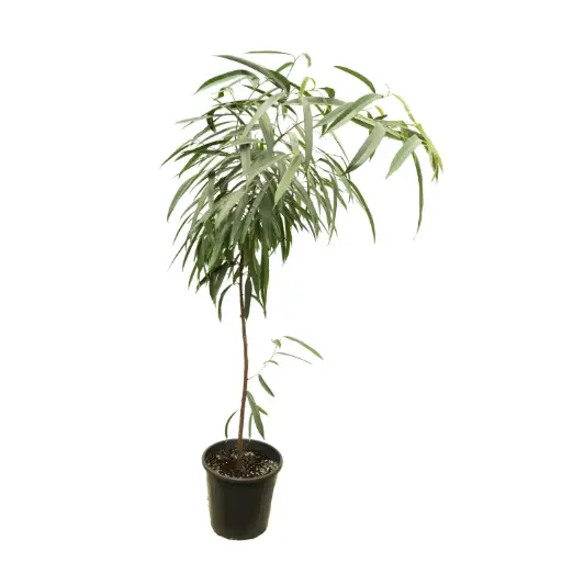 [SUL70788] Ficus aly 35 cm