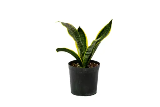 [SUL70794] sansevieria yelow 18cm 
