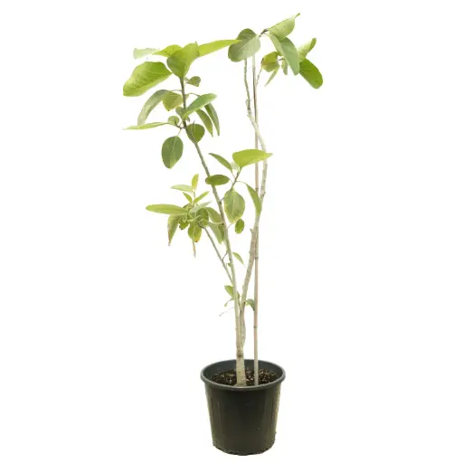 [SUL70797] Ficus benghalensis35cm 