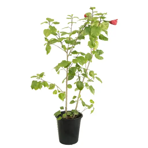 [SUL70799] Hibiscus 45cm