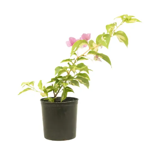 [SUL70796+1] Bougainvillea ball variegated  25cm  