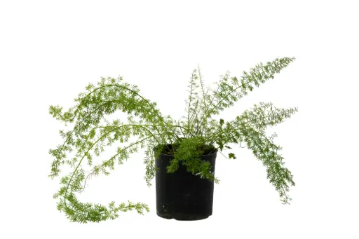 [SUL70025] Asparagus setaceus 14cm 