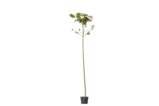 [SUL70027] Brachychiton acerifolius 25cm