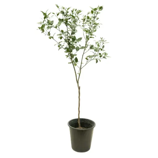 [SUL70031] citrus reticulata morkite 25cm (Old)