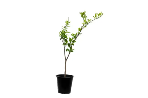 [SUL70032] citrus reticulata morkite 25cm 