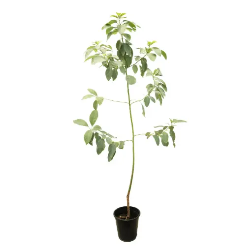 [SUL70033] citrus reticulata morkite 35cm 