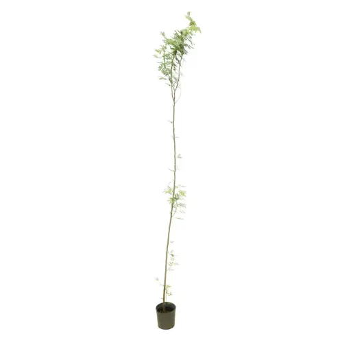 [SUL70037] cassia arabica 14cm 