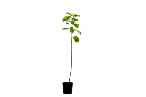 [SUL70041] cassia glauca 14cm