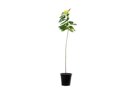[SUL70044] cassia glauca25cm