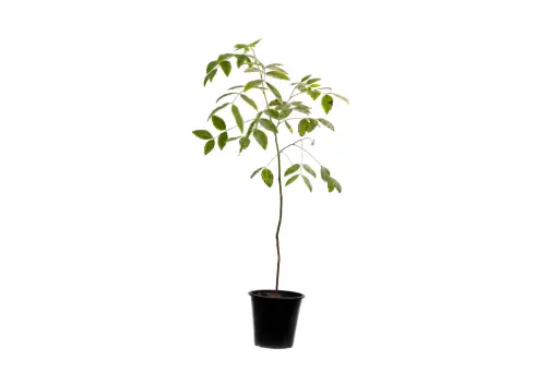 [SUL70053] cassia fistula 25cm 