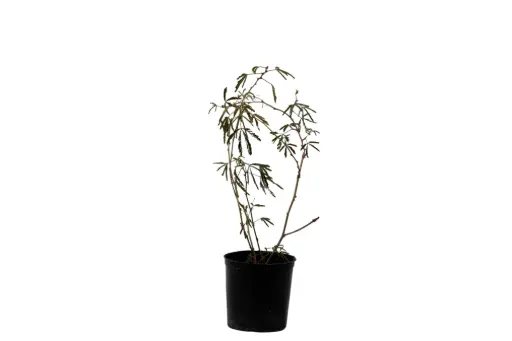 [SUL70064] Mimosa 14cm 
