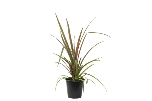 [SUL70068] ananas red 25cm 
