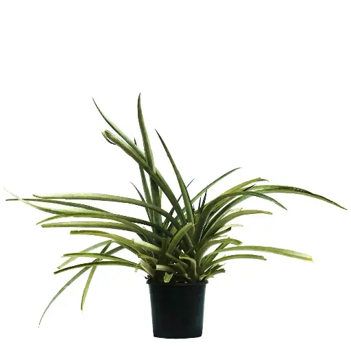 [SUL70069] ananas green 25cm 