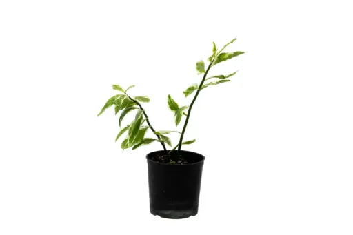 [SUL70070] Euphorbia variegata 25cm