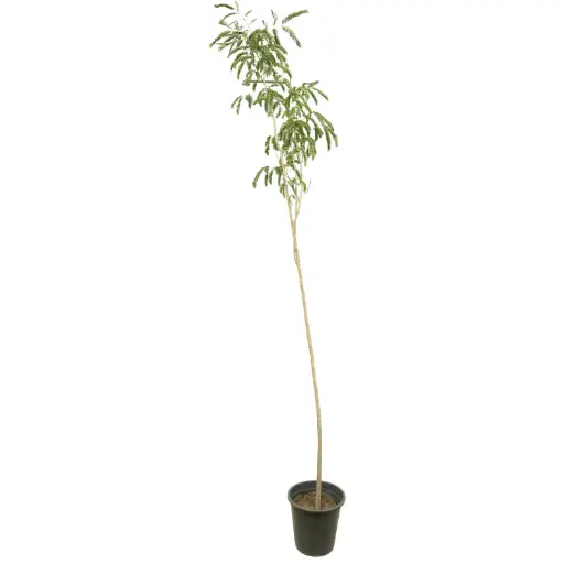 [SUL70082] albizia lebbeck 25cm 