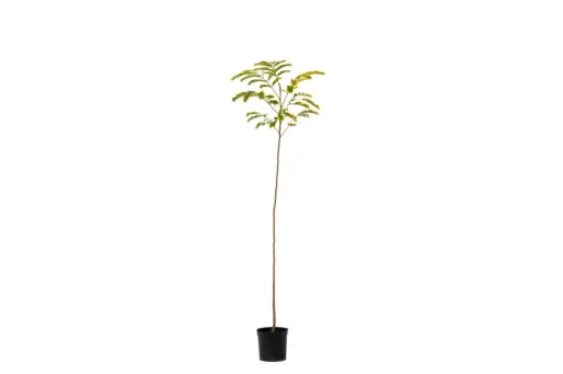 [SUL70083] calliandra 14cm 