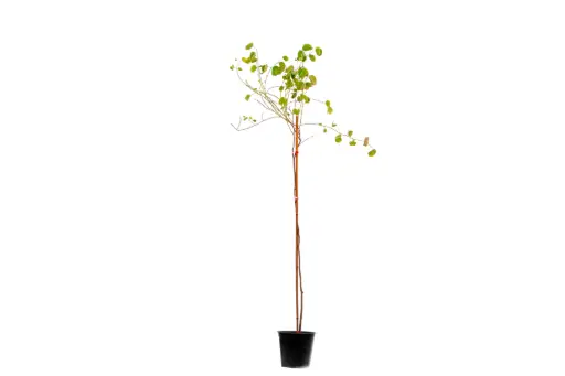 [SUL70098] bauhinia 25cm 