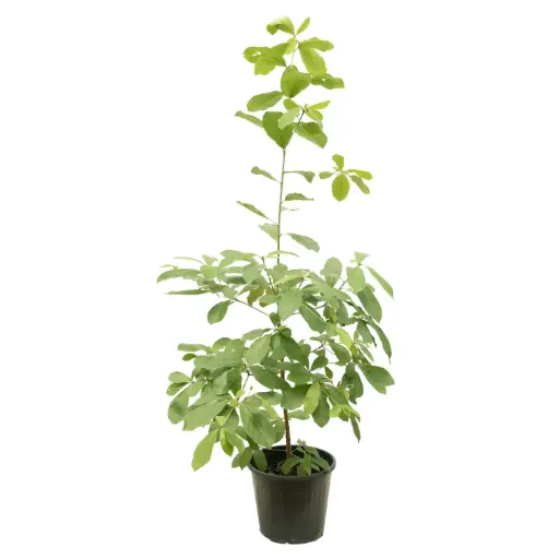 [SUL70105] terminalia tomentosa 25cm 