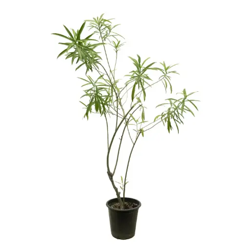 [SUL70119] thevetia 25cm 