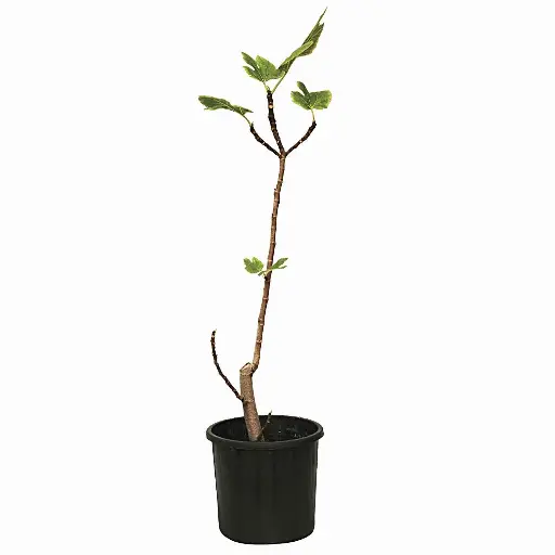 [SUL70131] fig zafiro 25cm 