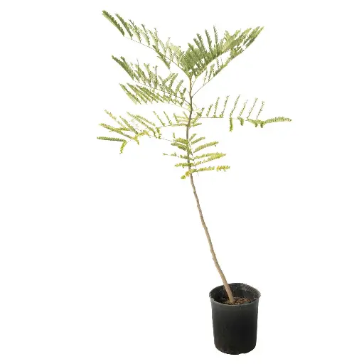 [SUL70137] jacaranda 14cm 