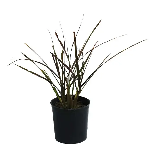 [SUL70148] Pennisetum red 14cm 
