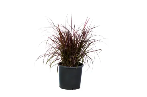 [SUL70149] Pennisetum red 25cm 