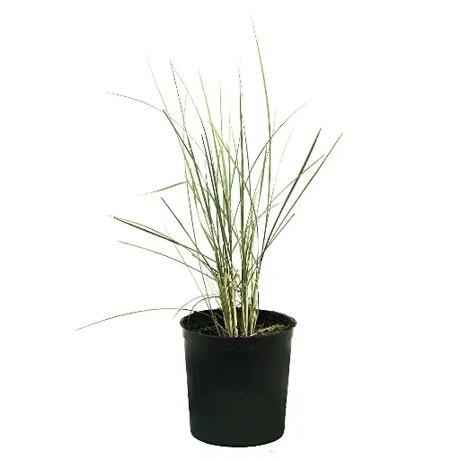 [SUL70151] Pennisetum 14cm 