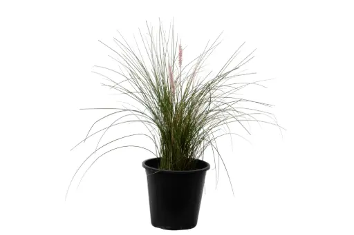 [SUL70152] Pennisetum 25cm 