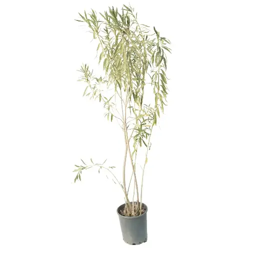 [SUL70163] nerume oleander 25cm 