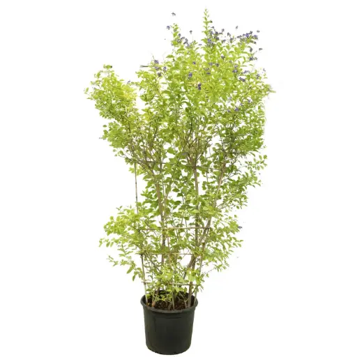 [SUL70170] duranta green fence 1.5M 35cm 