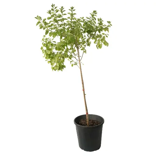 [SUL70171] duranta green vertical shape 25cm 