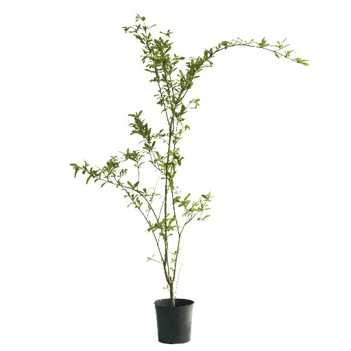 [SUL70175] pomegranate punica granatum 14cm 