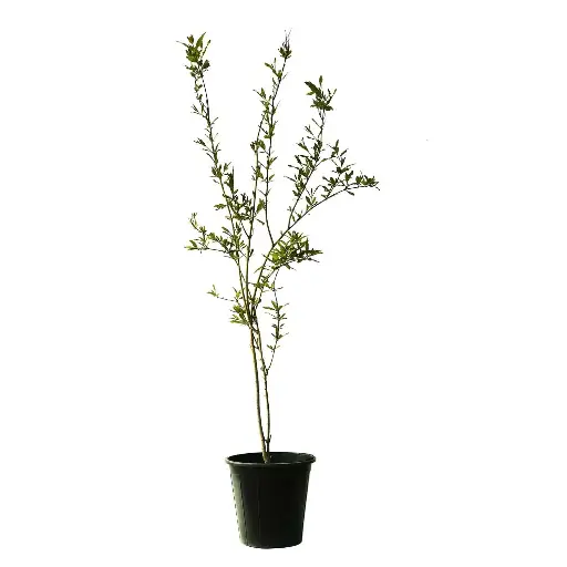 [SUL70176] pomegranate punica granatum 25cm 